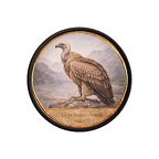 PR10450  Gyps himalayensis