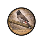 PR10457  Pycnonotus cafer
