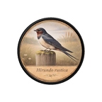 PC PR10369  Hirundo rustica