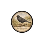 PR10358  Turdus merula