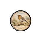 PR10359  Erithacus rubecula