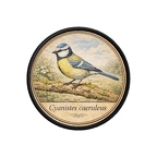PR10361  Cyanistes caeruleus