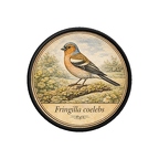 PR10362  Fringilla coelebs