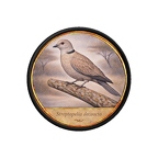 PR10364  Streptopelia decaocto