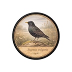 PR10365  Sturnus vulgaris