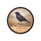 PR10367  Corvus corone