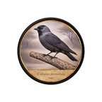 PR10368  Coloeus monedula