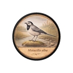 PR10371  Motacilla alba