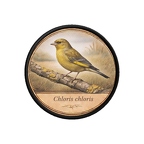 PR10373  Chloris chloris