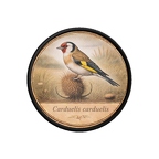 PR10374  Carduelis carduelis