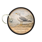 PC PR10393  Larus michahellis