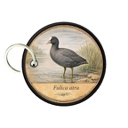 PC PR10397  Fulica atra