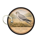 PC PR10398  Circus cyaneus