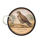 PC PR10399  Buteo buteo