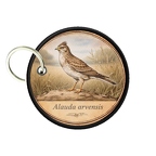PC PR10401  Alaudala arvensis