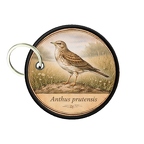 PC PR10402  Anthus PRatensis
