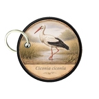 PC PR10406  Ciconia ciconia