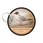 PC PR10407  Chroicocephalus