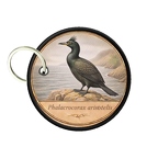 PC PR10410  Phalacrocorax
