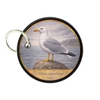 PC PR10412  Larus argentatus