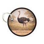 PC PR10413  Struthio camelus