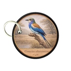 PC PR10432  Coracias abyssin