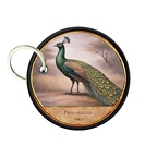 PC PR10443  Pavo muticus