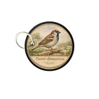 PC PR10357  Passer domesticus