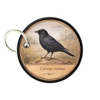 PC PR10367  Corvus corone