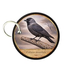 PC PR10368  Coloeus monedula