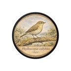 PC PR10380  Phylloscopuscolly