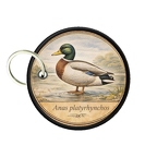 PC PR10391  Anas platyrhynchos
